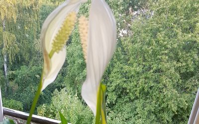 POESIE NATURELLE  DE RENTREE 2019