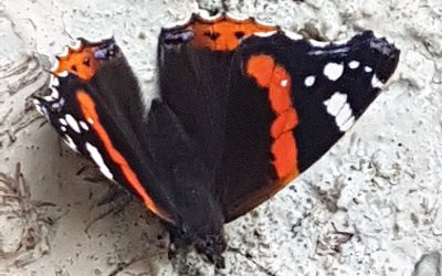EFFET PAPILLON