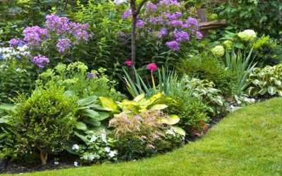 DE CES SONDAGES QUI  RÉCOLTENT  DES PENSÉES  EN JARDIN POLITIQUE