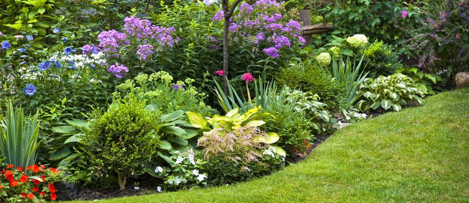 DE CES SONDAGES QUI  RÉCOLTENT  DES PENSÉES  EN JARDIN POLITIQUE