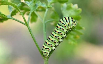 WeL ENQUÊTE  SUR UNE MYSTÉRIEUSE INVASION