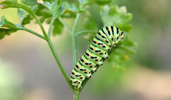 WeL ENQUÊTE  SUR UNE MYSTÉRIEUSE INVASION
