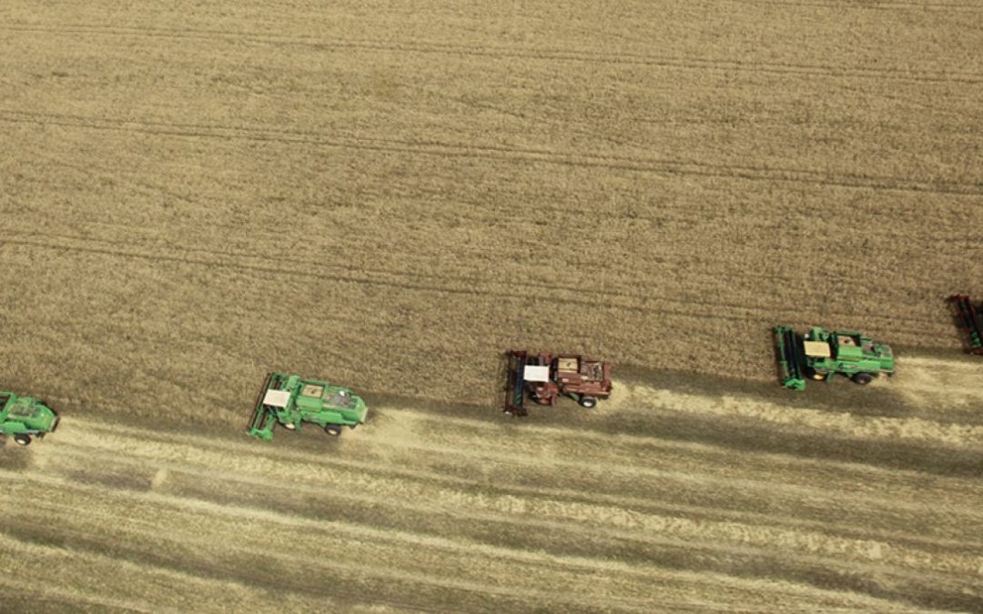FACE AUX RISQUES DE PÉNURIE ALIMENTAIRE UNE RUSSE DONNE DU GRAIN À MOUDRE