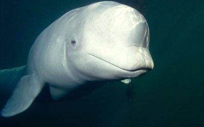 HOMMES ET FEMMES SE MOBILISENT POUR SAUVER UN BELUGA EN PERDITION