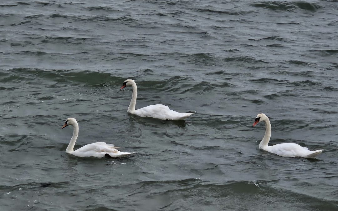 POUR PEU QU&rsquo;IL EXISTE DES « CYGNES » …QUI NE TROMPENT PAS