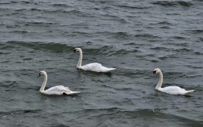 POUR PEU QU’IL EXISTE DES « CYGNES » …QUI NE TROMPENT PAS